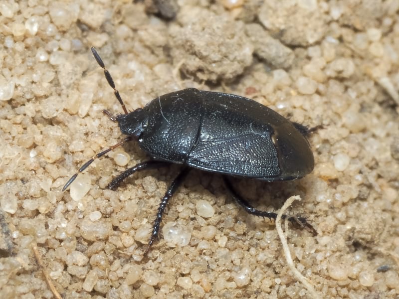 Sehirus luctuosus Mulsant & Rey, 1866